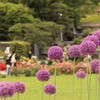 バラ情報（２）　須磨離宮公園　２０２１，５，２２