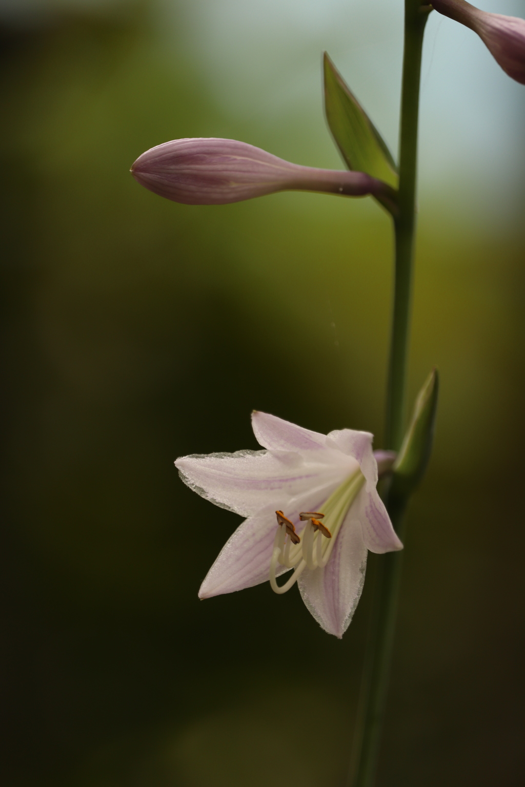 今朝の花