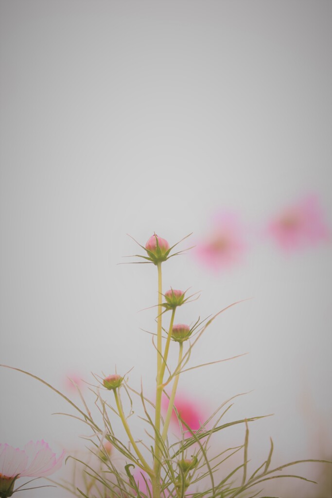 きっと華になる