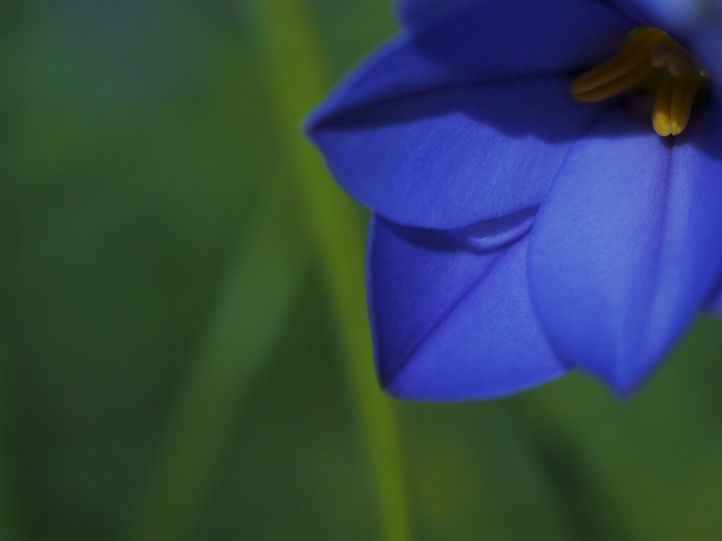 ハナニラブルー