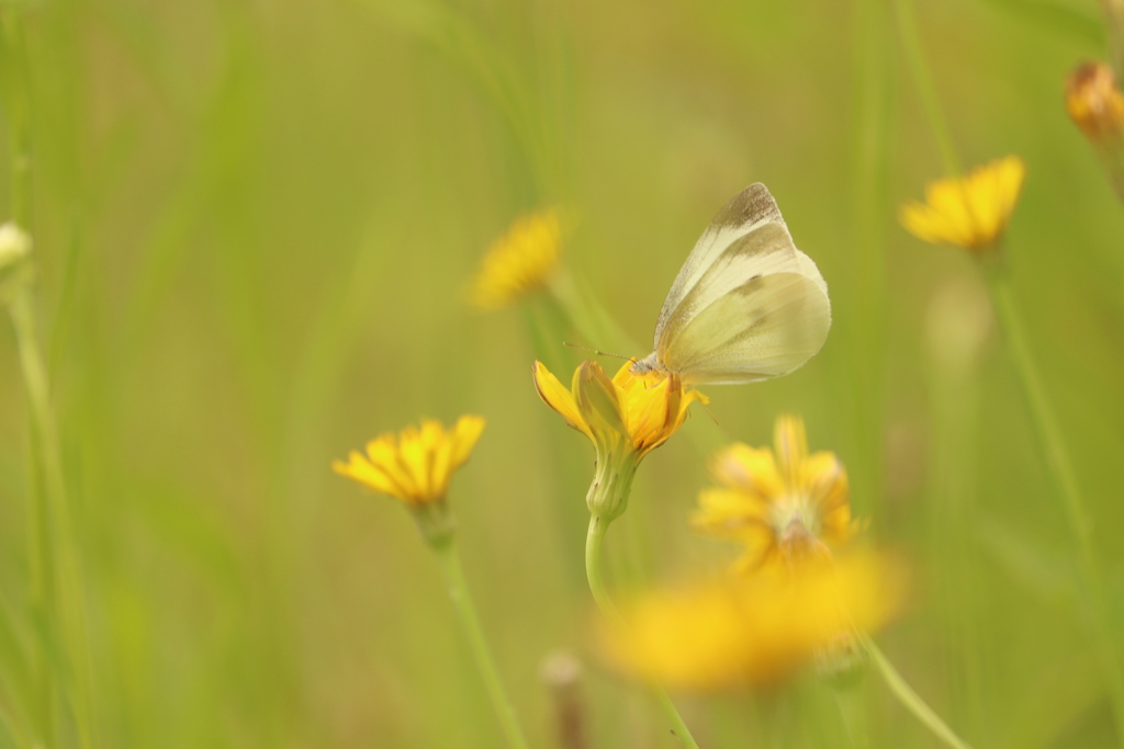 花から花へ  ～写真掌編～