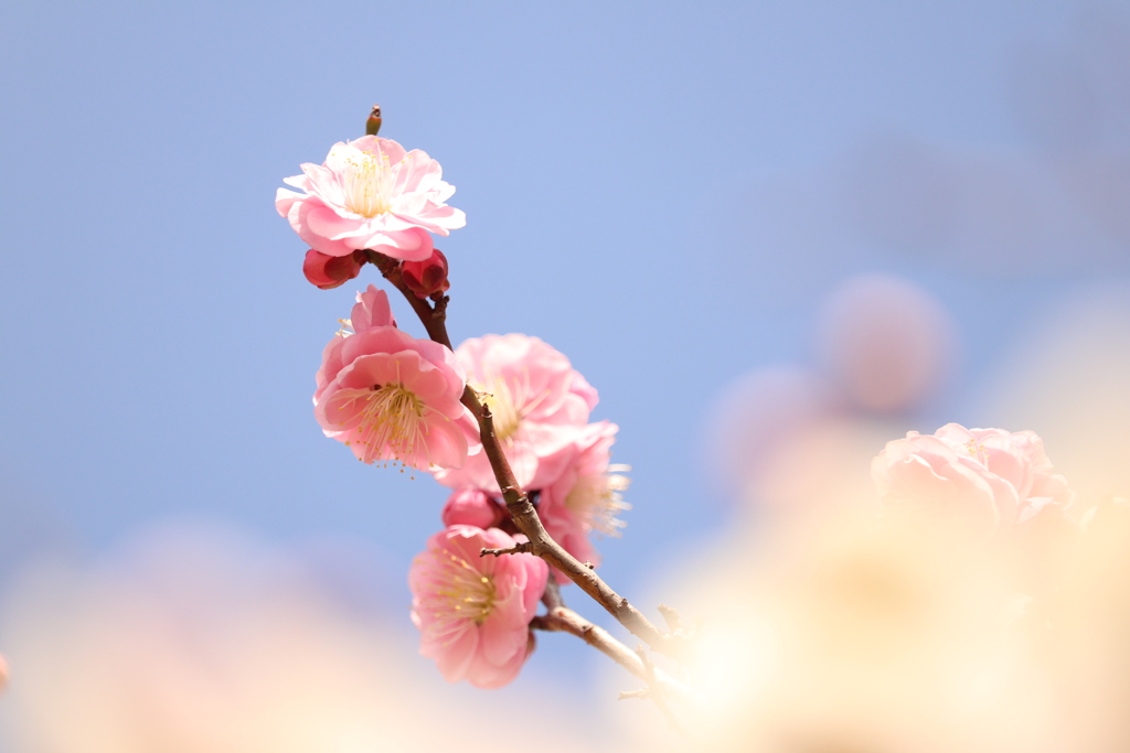 きれいどころがお出迎え