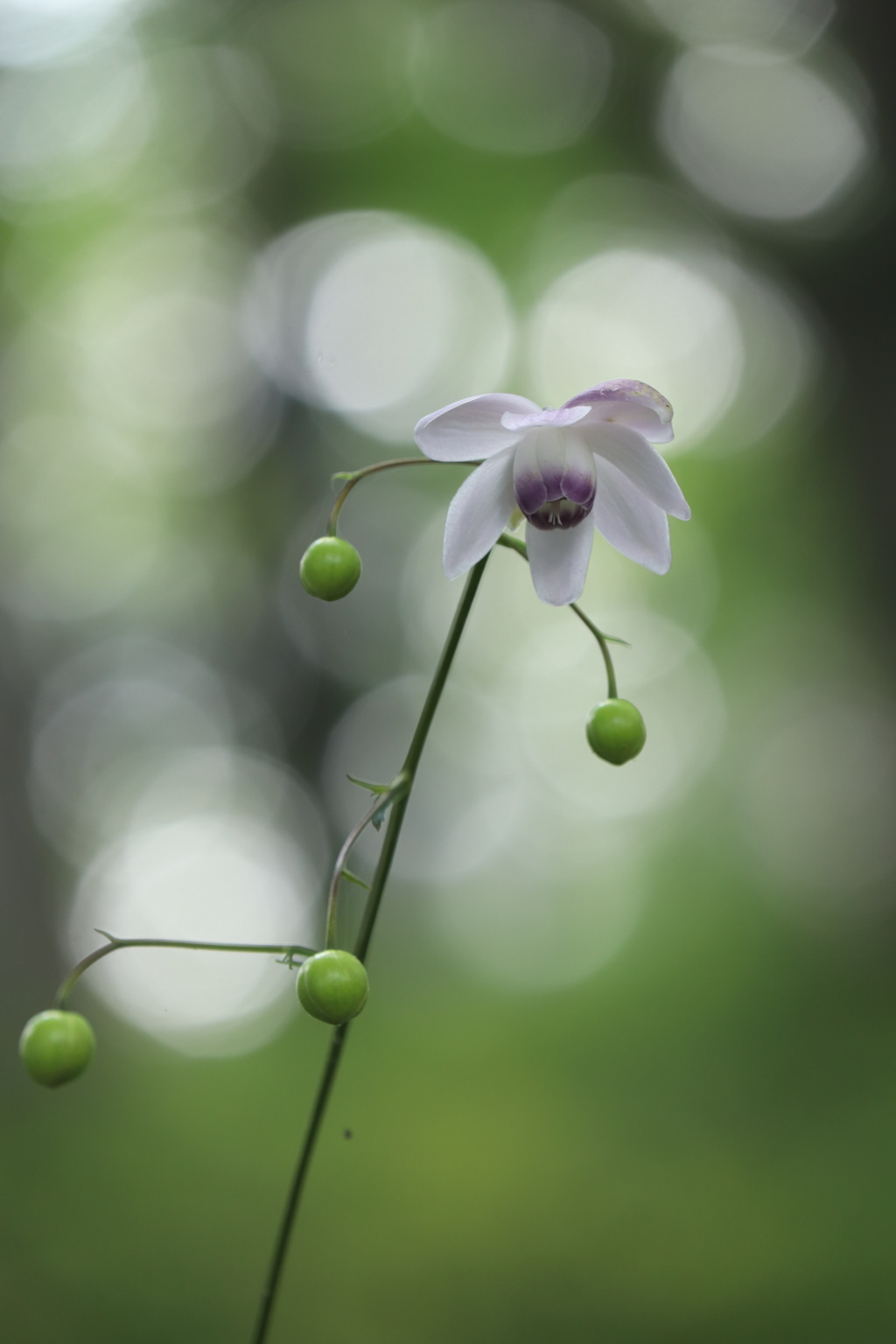 一番花
