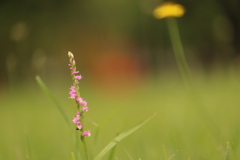 水無月の花たち