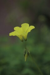 願い