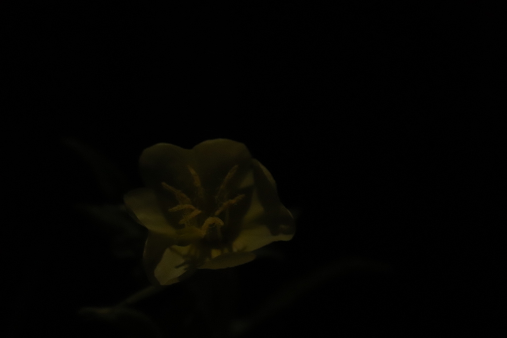 月の雫