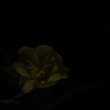 月の雫