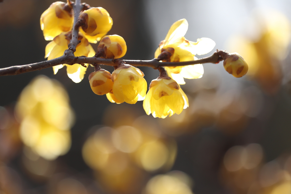 花灯り