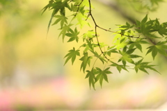 青もみじ