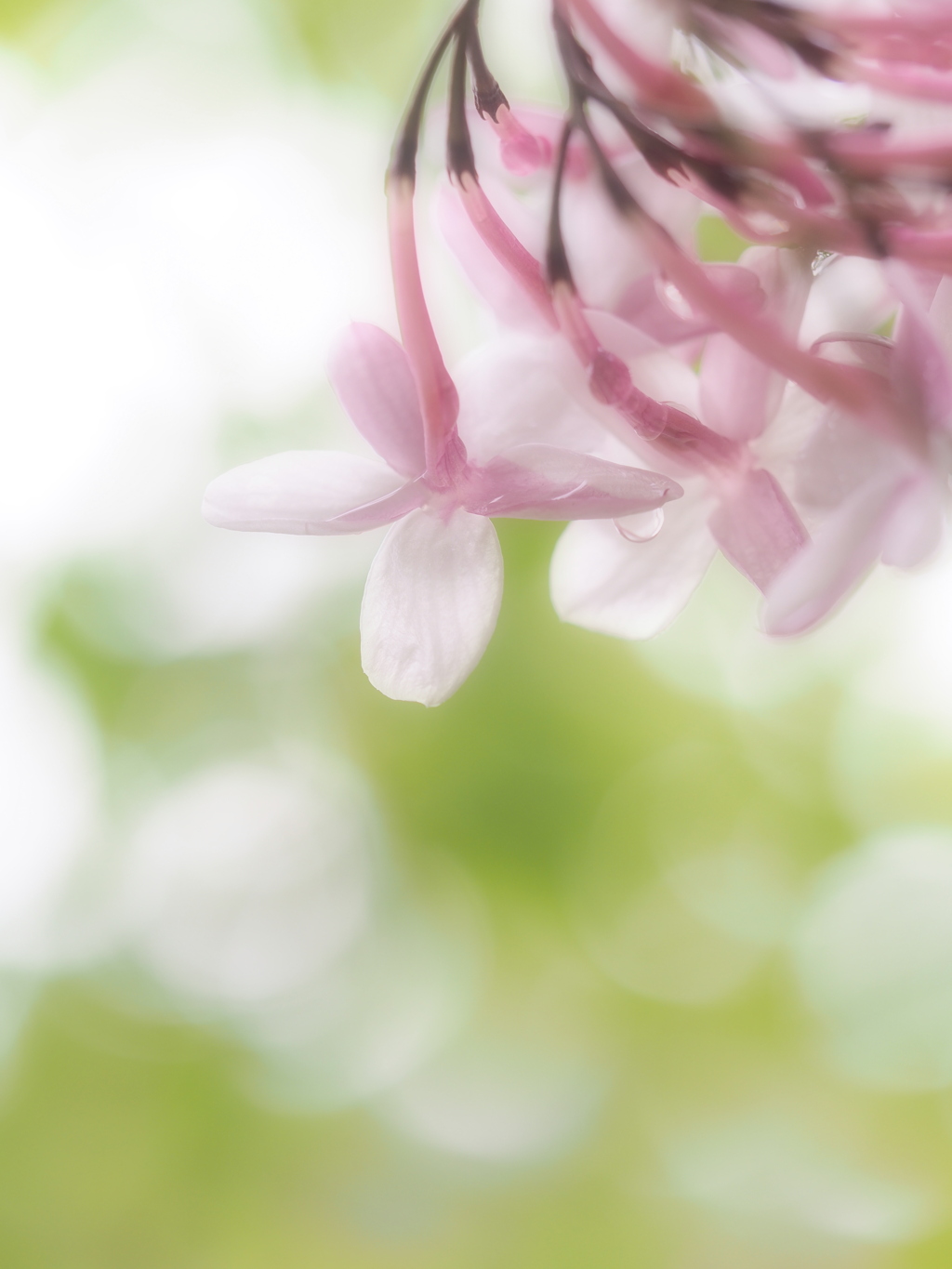 ジャスミンの香りをあなたに