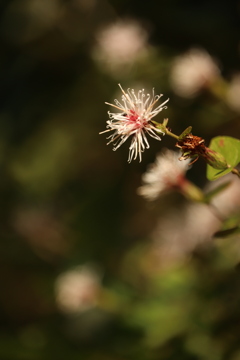 高野箒