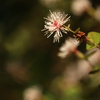 高野箒