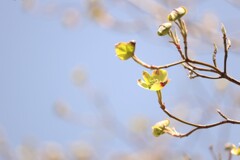 明日は花になる