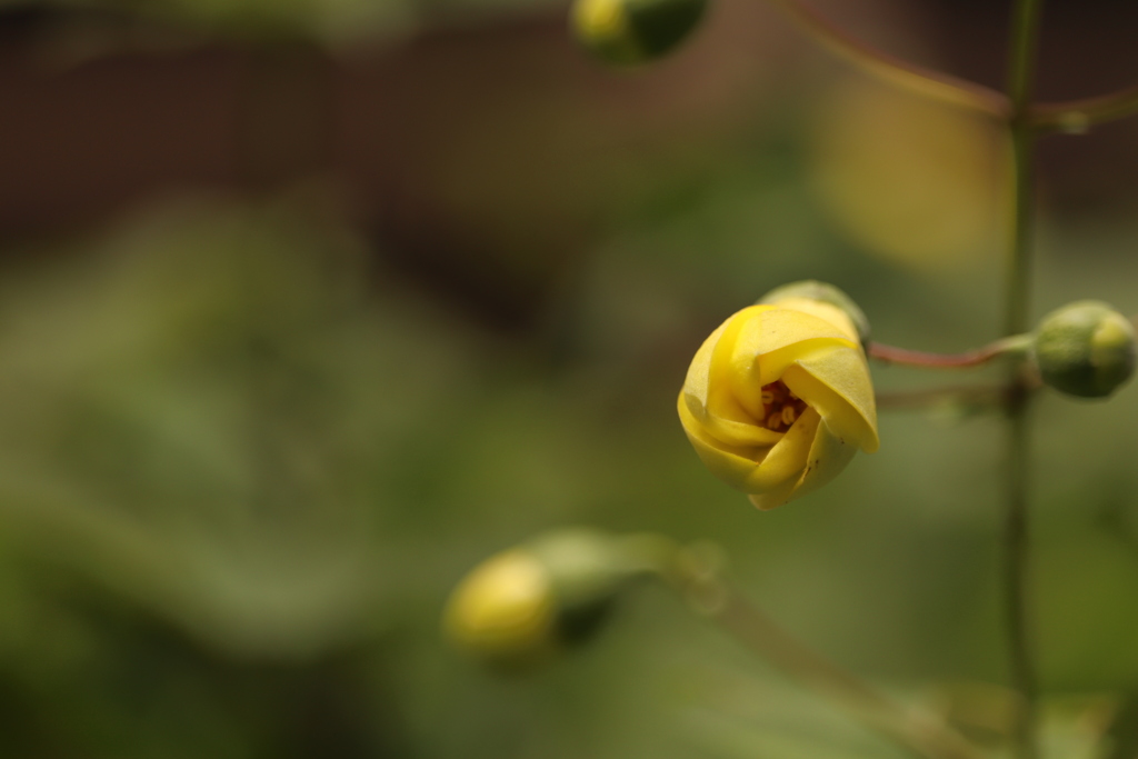 天涯の花