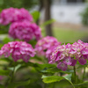 桃色紫陽花