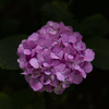 紫陽花花火