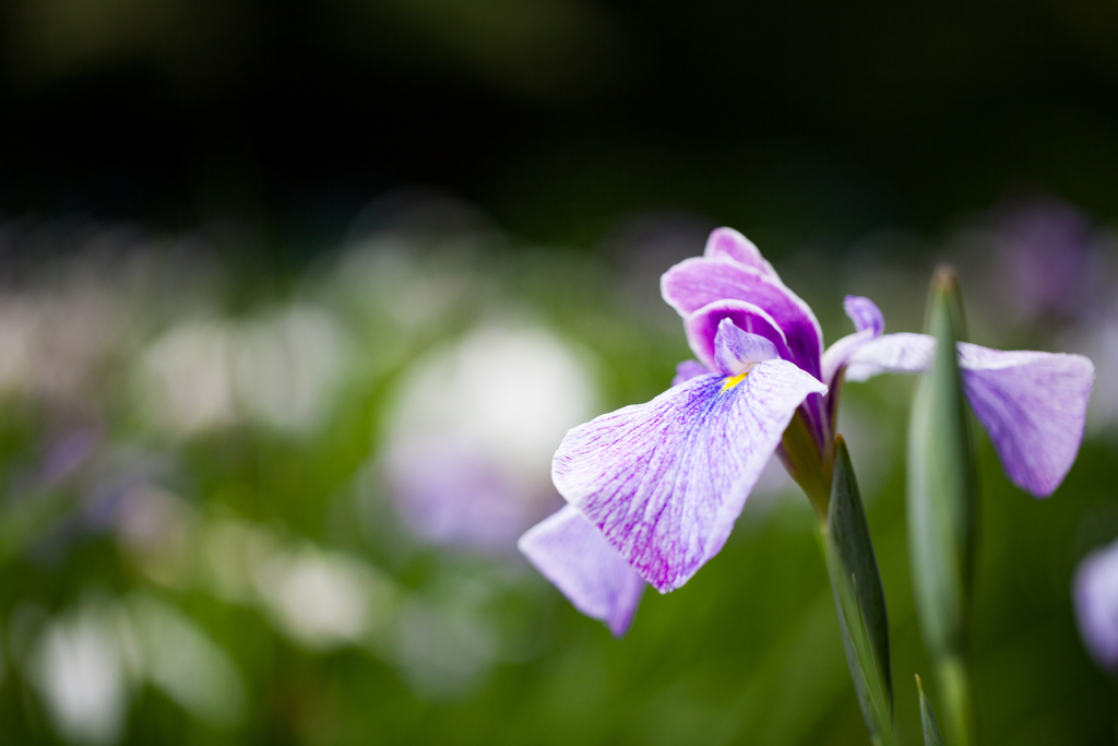 雨上がりの菖蒲園