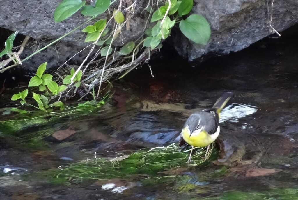 happy yellow bird