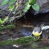 happy yellow bird