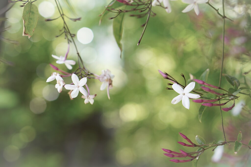 光りと戯れる茉莉花