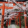 京都 吉田山の春へ