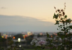 夕暮れにともる家々