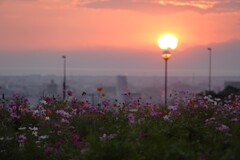 駿河湾と陽を望む秋桜たち