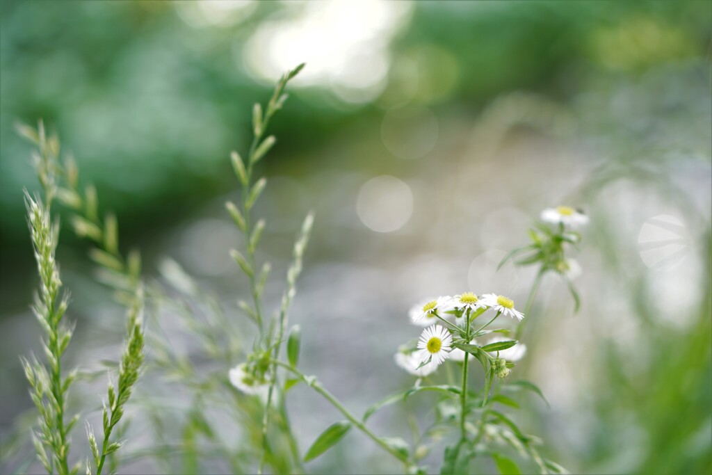 field flowers