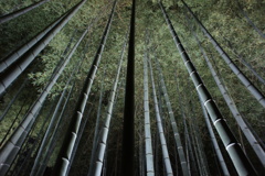 青蓮院門跡の竹林