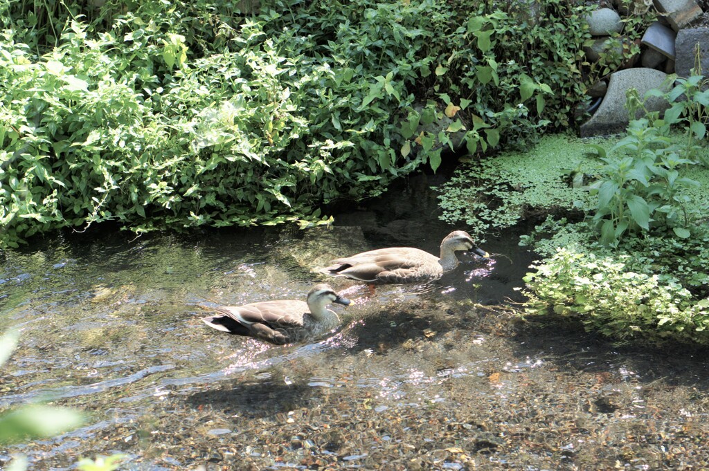 湧水からの清冽な川