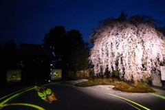 高台寺の波心庭に夜桜