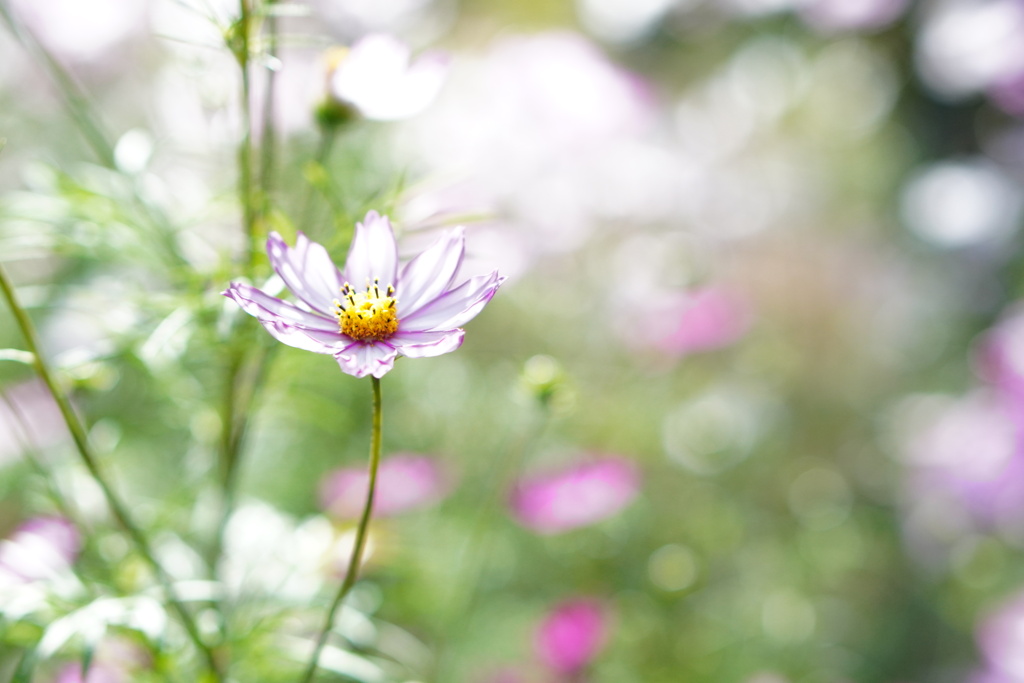 白肌に薄紅ふちどり