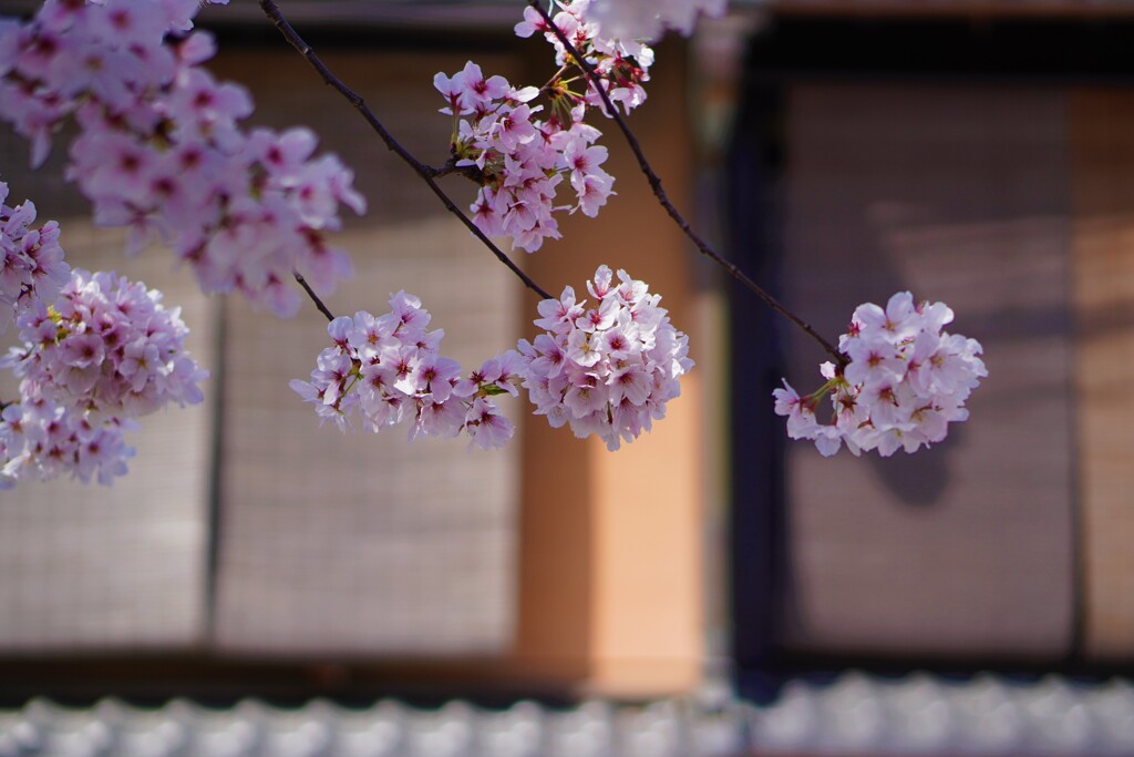 祇園の桜玉