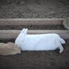 いとおしい気持ちと自由な気持ち