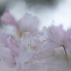 淑やかな触れあい