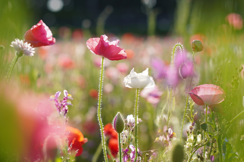 Coquelicot