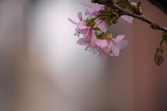 さようならヒマラヤ桜