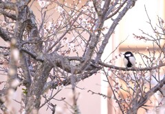 梅枝に四十雀