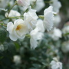 innocence