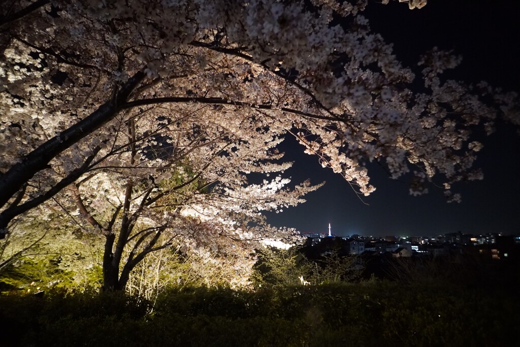 桜夜景