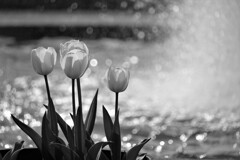 monochrome tulip