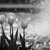 monochrome tulip