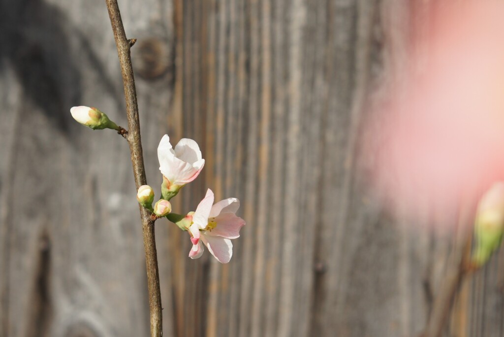 木瓜の花
