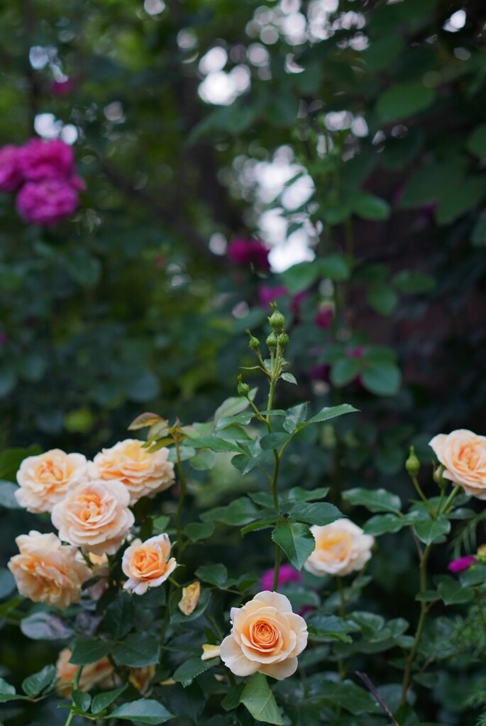 薔薇の喜び　～北海道～