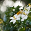 ほのかな梔子の香り
