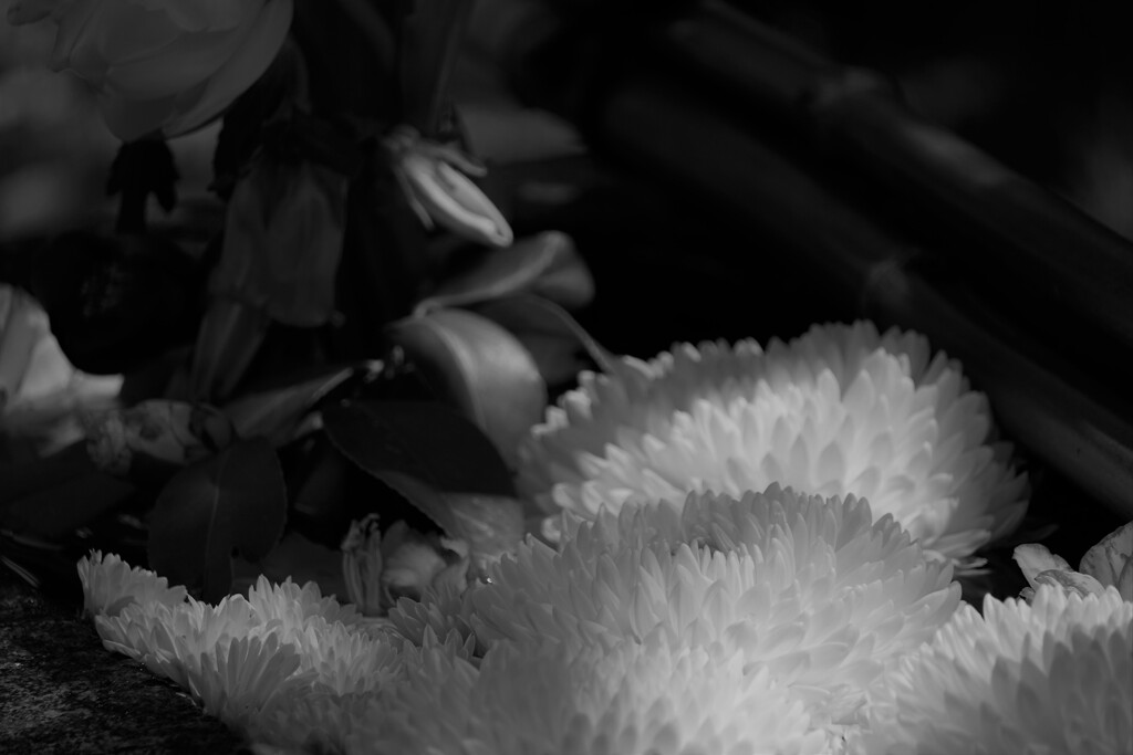 chrysanthemum