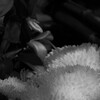chrysanthemum