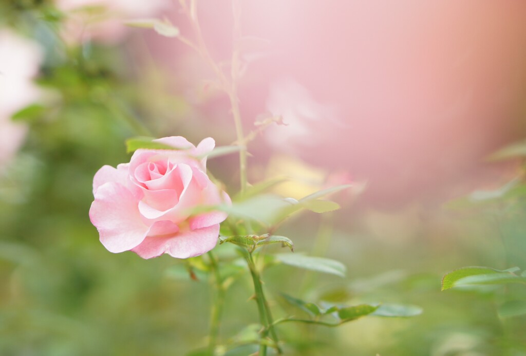 北海道の薔薇は此れから