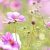 秋を愉しむ