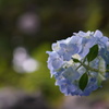 水無月の淡い風